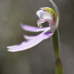 Caladenia carnea at Illilanga & Baroona - 21 Oct 2016