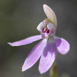 Caladenia carnea at Illilanga & Baroona - 21 Oct 2016