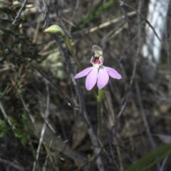 Caladenia carnea (Pink Fingers) at Illilanga & Baroona - 13 Oct 2017 by Illilanga