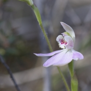 Caladenia carnea at Illilanga & Baroona - suppressed