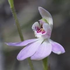 Caladenia carnea at Illilanga & Baroona - 13 Oct 2017