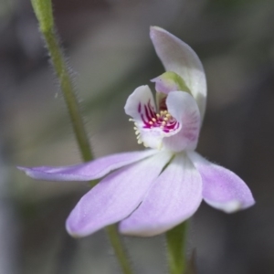 Caladenia carnea at Illilanga & Baroona - suppressed