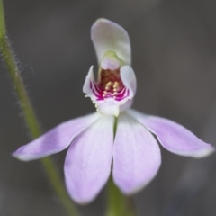 Caladenia carnea at Illilanga & Baroona - 13 Oct 2017