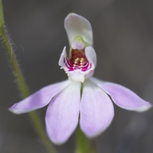 Caladenia carnea at Illilanga & Baroona - 13 Oct 2017