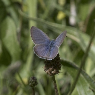 Zizina otis (Common Grass-Blue) at Michelago, NSW - 19 Nov 2017 by Illilanga