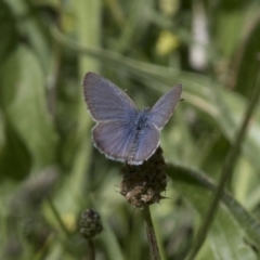 Zizina otis (Common Grass-Blue) at Michelago, NSW - 19 Nov 2017 by Illilanga