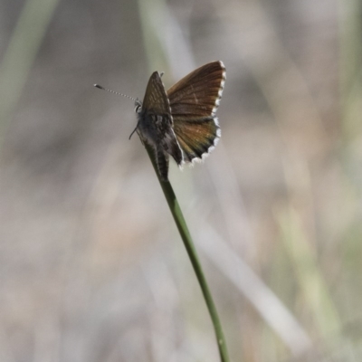 Neolucia agricola (Fringed Heath-blue) at Michelago, NSW - 12 Nov 2017 by Illilanga