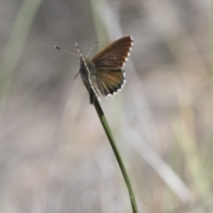 Neolucia agricola at Michelago, NSW - 12 Nov 2017