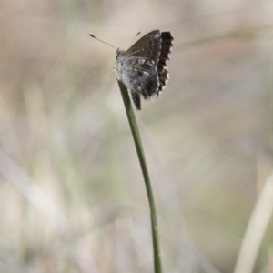 Neolucia agricola at Michelago, NSW - 12 Nov 2017