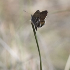 Neolucia agricola at Michelago, NSW - 12 Nov 2017