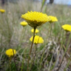 Rutidosis leiolepis (Monaro Golden Daisy) at Cooma Grasslands Reserves - 22 Nov 2017 by JanetRussell