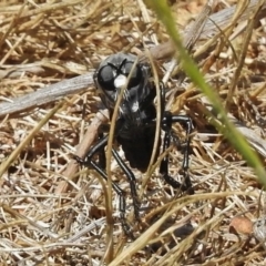 Apothechyla sp. (genus) (Robber fly) at Molonglo Valley, ACT - 24 Nov 2017 by JohnBundock