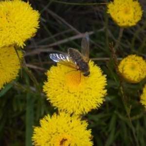 Bombyliidae (family) at Polo Flat, NSW - 23 Nov 2017 11:09 AM