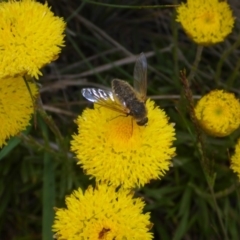 Bombyliidae (family) (Unidentified Bee fly) at Polo Flat, NSW - 23 Nov 2017 by JanetRussell