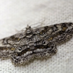 Cleora (genus) (A Looper Moth) at O'Connor, ACT - 23 Nov 2017 by ibaird