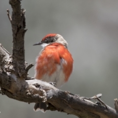 Epthianura tricolor (Crimson Chat) at Pialligo, ACT - 22 Nov 2017 by AlisonMilton