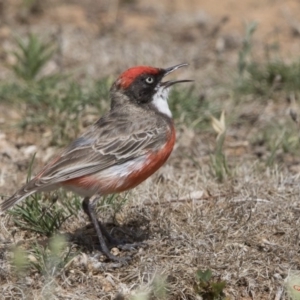 Epthianura tricolor at Pialligo, ACT - 22 Nov 2017 07:39 AM