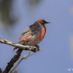 Epthianura tricolor at Pialligo, ACT - 22 Nov 2017 07:39 AM