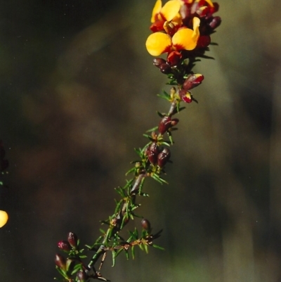 Dillwynia phylicoides (A Parrot-pea) at Theodore, ACT - 26 Sep 2001 by MichaelBedingfield