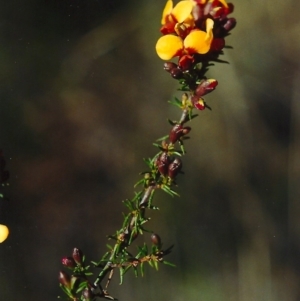 Dillwynia phylicoides at Theodore, ACT - 26 Sep 2001