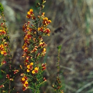 Dillwynia phylicoides at Theodore, ACT - 26 Sep 2001