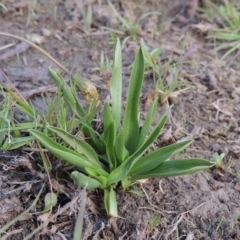 Spiranthes australis (Austral Ladies Tresses) at Conder, ACT - 14 Nov 2017 by MichaelBedingfield