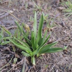 Spiranthes australis at Conder, ACT - 14 Nov 2017