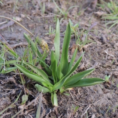 Spiranthes australis (Austral Ladies Tresses) at Conder, ACT - 14 Nov 2017 by MichaelBedingfield