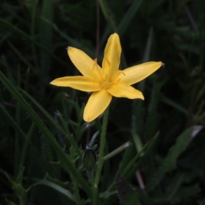 Hypoxis hygrometrica at Conder, ACT - 14 Nov 2017 07:25 PM