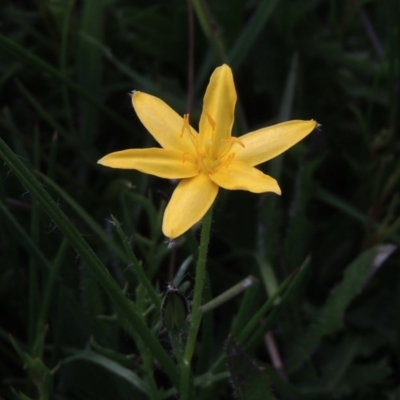 Hypoxis hygrometrica (Golden Weather-grass) at Tuggeranong Hill - 14 Nov 2017 by michaelb