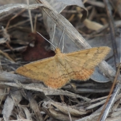 Scopula rubraria (Reddish Wave, Plantain Moth) at Conder, ACT - 14 Nov 2017 by MichaelBedingfield