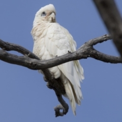 Cacatua sanguinea (Little Corella) at Majura, ACT - 22 Nov 2017 by AlisonMilton