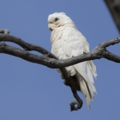 Cacatua sanguinea at Majura, ACT - 22 Nov 2017