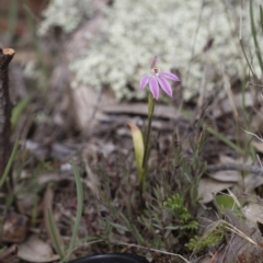 Caladenia carnea (Pink Fingers) at Illilanga & Baroona - 29 Oct 2016 by Illilanga