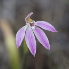 Caladenia carnea at Illilanga & Baroona - 30 Oct 2016