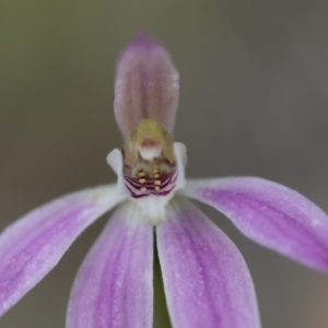 Caladenia carnea at Illilanga & Baroona - 30 Oct 2016