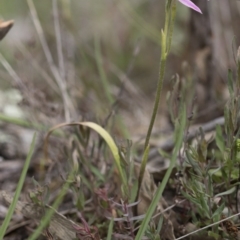 Caladenia carnea at Illilanga & Baroona - 30 Oct 2016