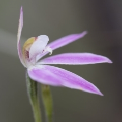 Caladenia carnea at Illilanga & Baroona - 30 Oct 2016