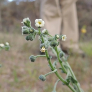 Hackelia suaveolens at Conder, ACT - 14 Nov 2017