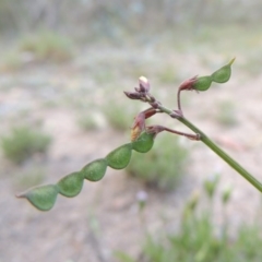 Grona varians (Slender Tick-Trefoil) at Conder, ACT - 14 Nov 2017 by michaelb