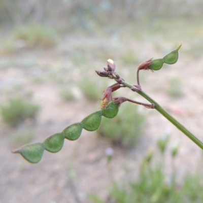 Grona varians (Slender Tick-Trefoil) at Conder, ACT - 14 Nov 2017 by michaelb