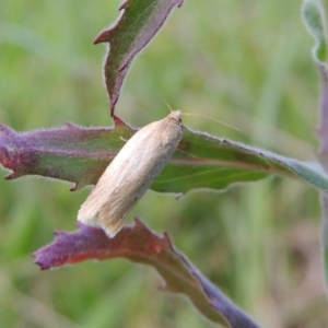 Telocharacta metachroa at Conder, ACT - 14 Nov 2017