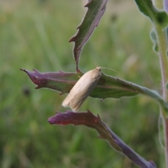 Telocharacta metachroa at Conder, ACT - 14 Nov 2017