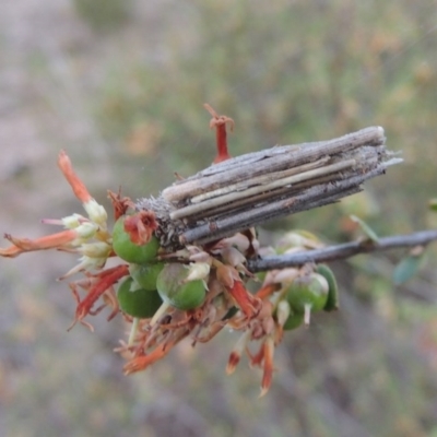 Clania lewinii (Lewin's case moth) at Tuggeranong Hill - 14 Nov 2017 by michaelb