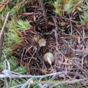 Styphelia humifusum at Conder, ACT - 14 Nov 2017 08:01 PM