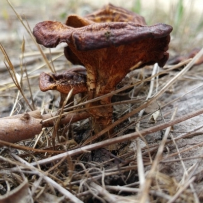 Lentinus arcularius (Fringed Polypore) at Farrer Ridge - 24 Nov 2017 by RangerElle