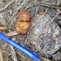 Lentinus arcularius at Farrer, ACT - 24 Nov 2017 02:28 PM