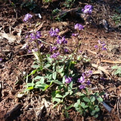 Glycine tabacina (Variable Glycine) at Mount Ainslie - 24 Nov 2017 by SilkeSma