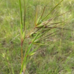 Themeda triandra (Kangaroo Grass) at Little Taylor Grasslands - 24 Nov 2017 by RosemaryRoth