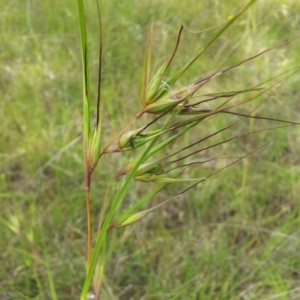 Themeda triandra at Kambah, ACT - 25 Nov 2017